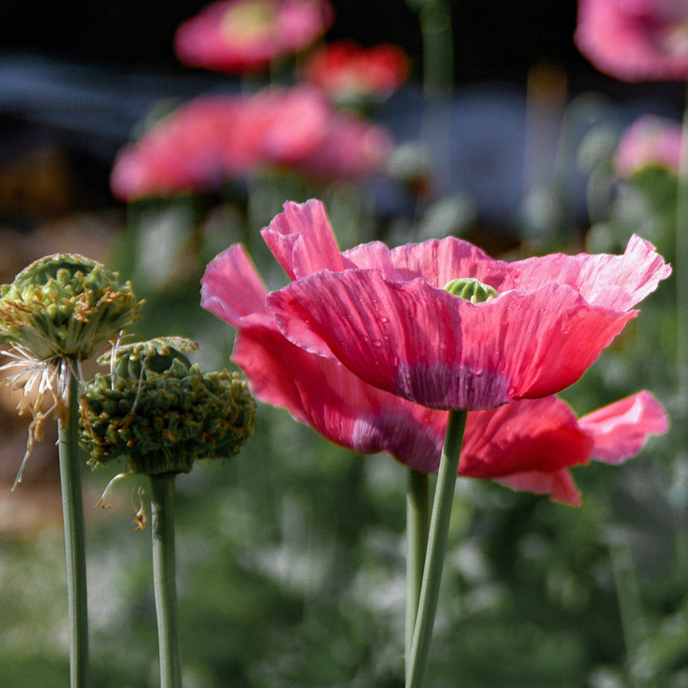 flower seeds poppy Hens and Chicks Breadseed Poppy Summer Annual Flower Seeds