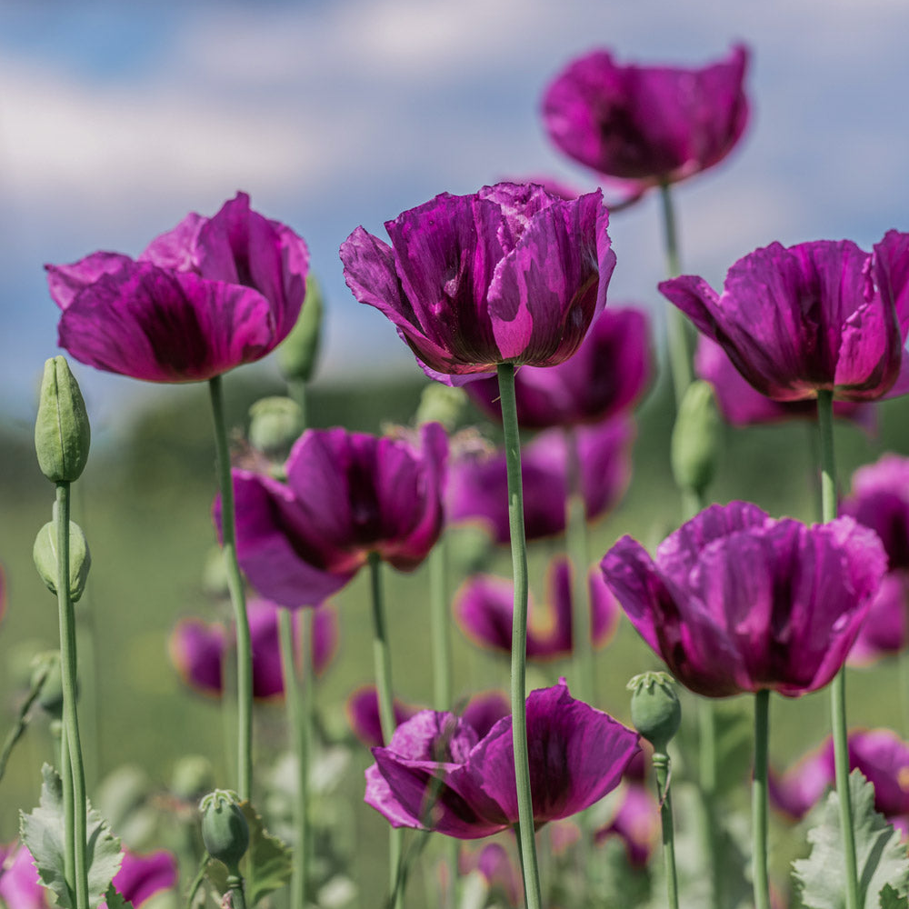 Hungarian Blue Breadseed Poppy Seeds