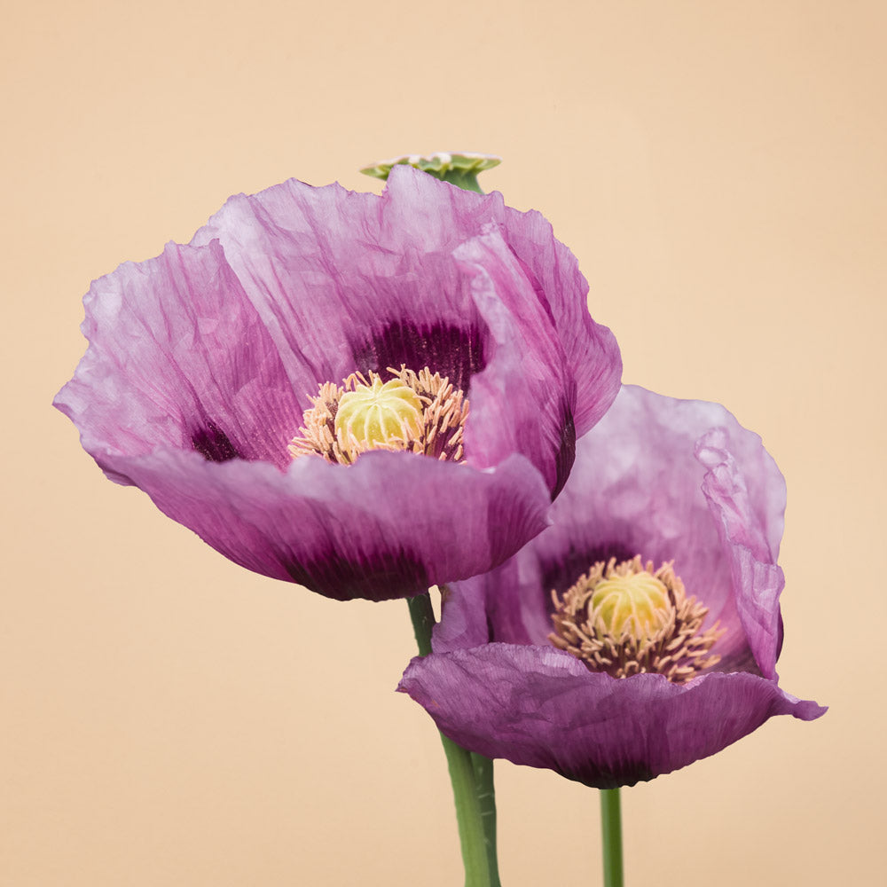 Hungarian Blue Breadseed Poppy Seeds