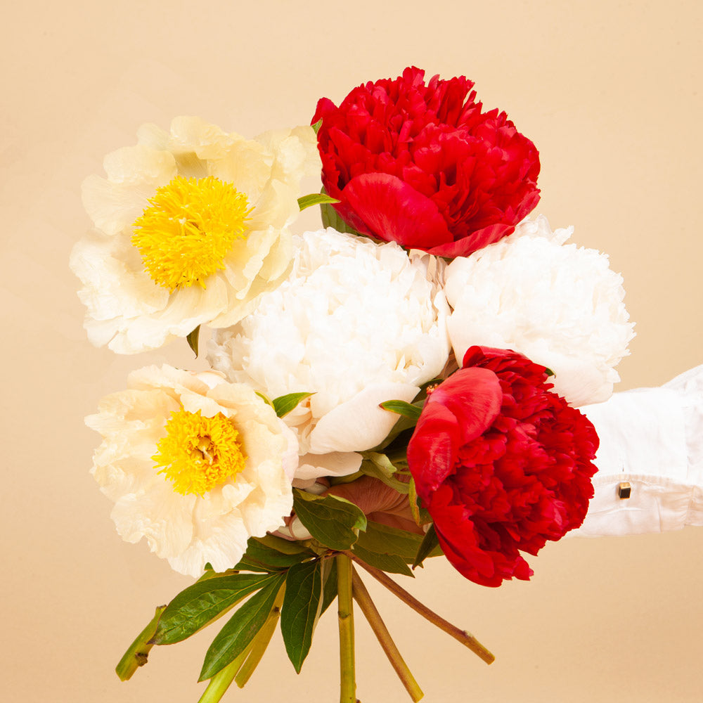 Budding Romance Peony Bundle