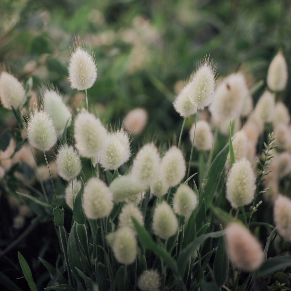 Grassy Mix Seed Bundle