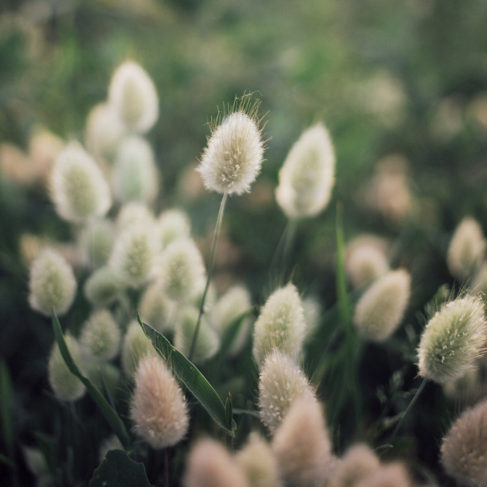 The Rose Quartz Capsule Garden: 18 Plants