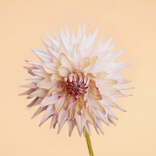 Café de Paris Dahlia