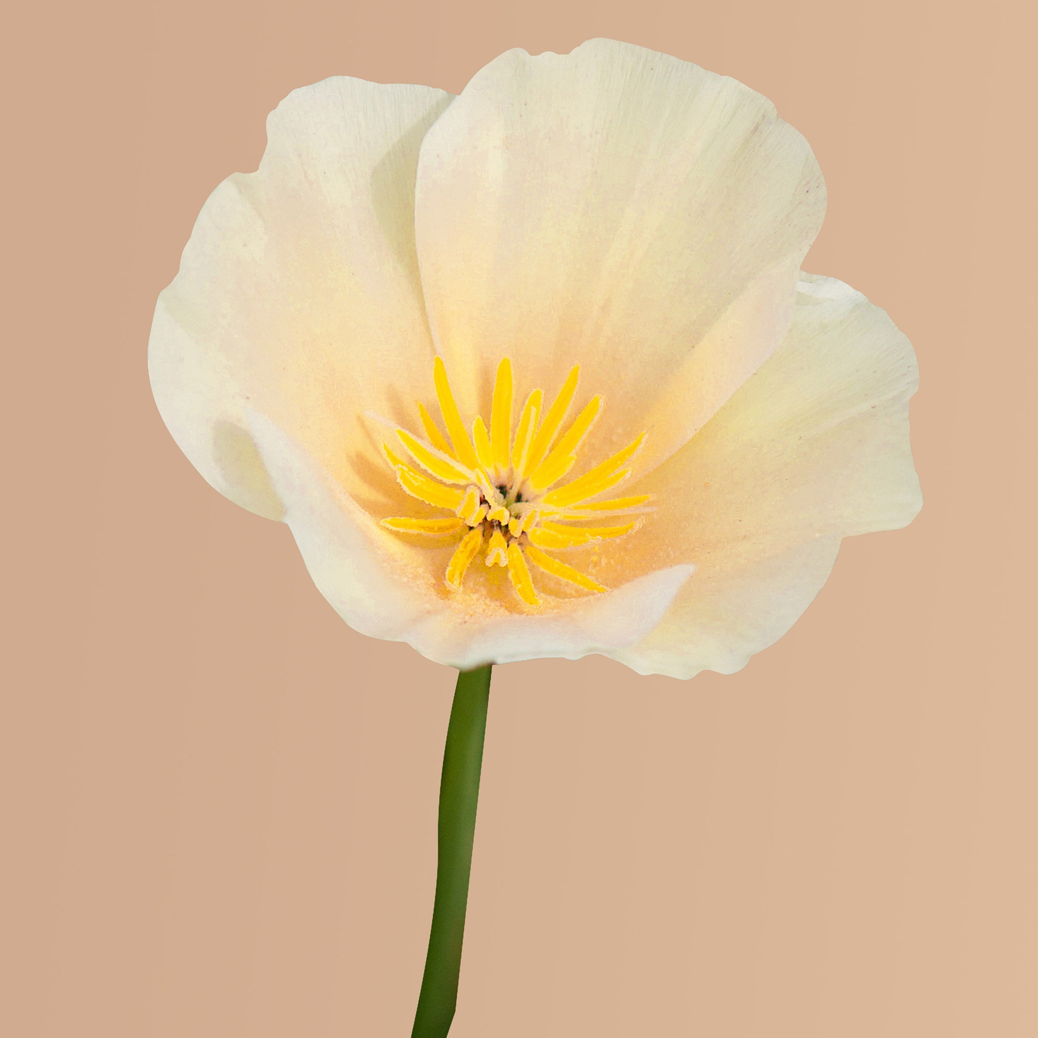 Thai Silk Pink Champagne California Poppy Seeds – Plantgem