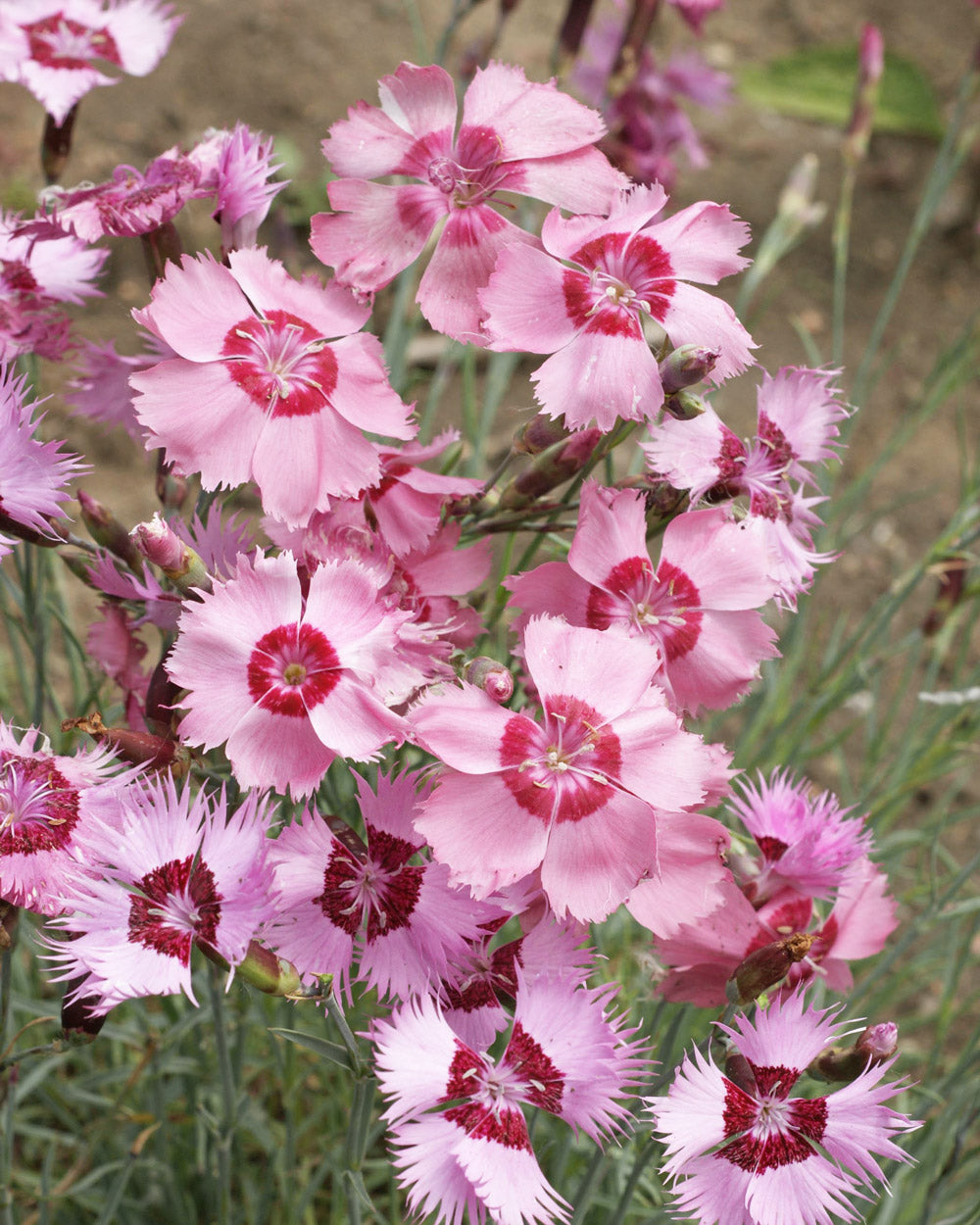 Bumble Bee Bar Wildflower Seed Mix