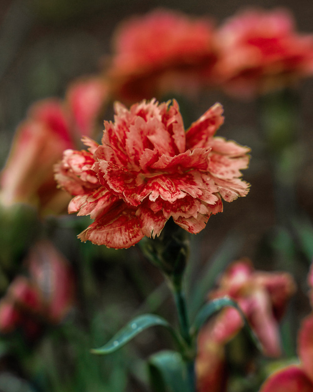 Is dianthus best sale toxic to dogs