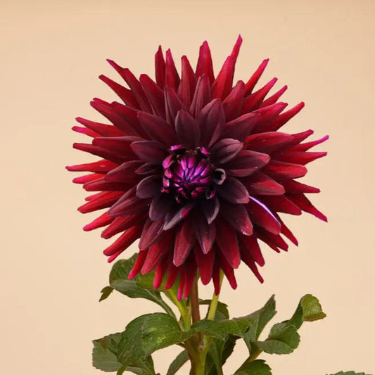 Chat Noir Dahlia