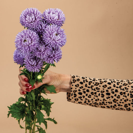 Purple Pollinator Seed Bundle