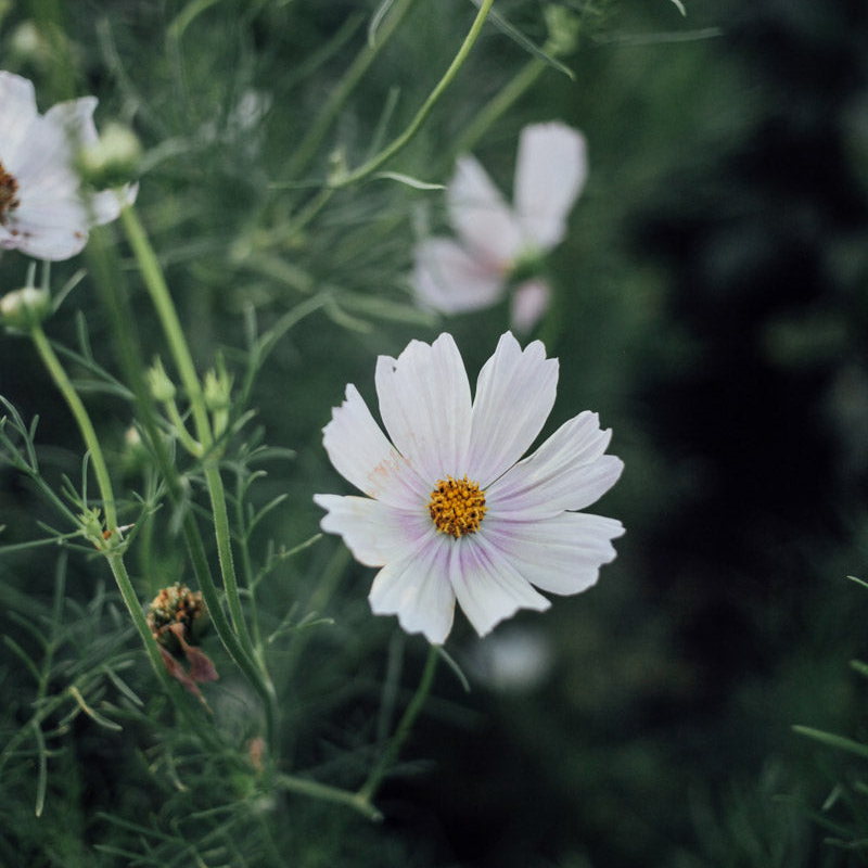 Apricot Lemonade Cosmos Seeds