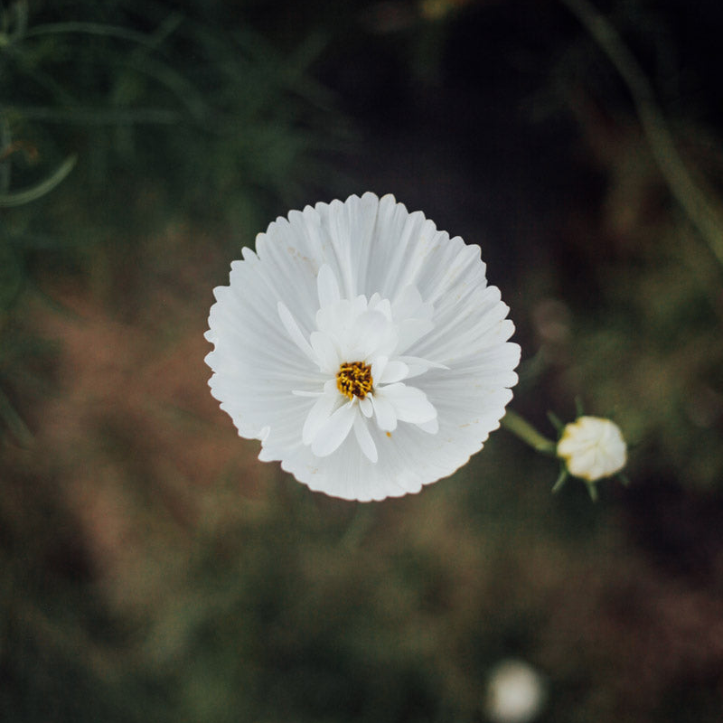 Cupcakes and Saucers Mix Cosmos Seeds