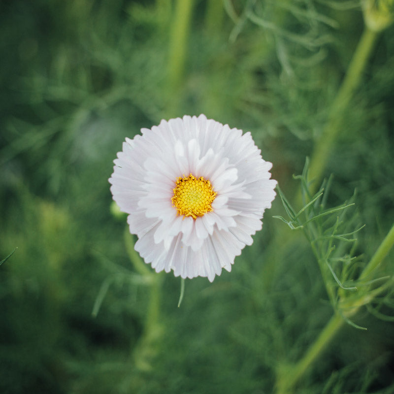 Cupcakes and Saucers Mix Cosmos Seeds