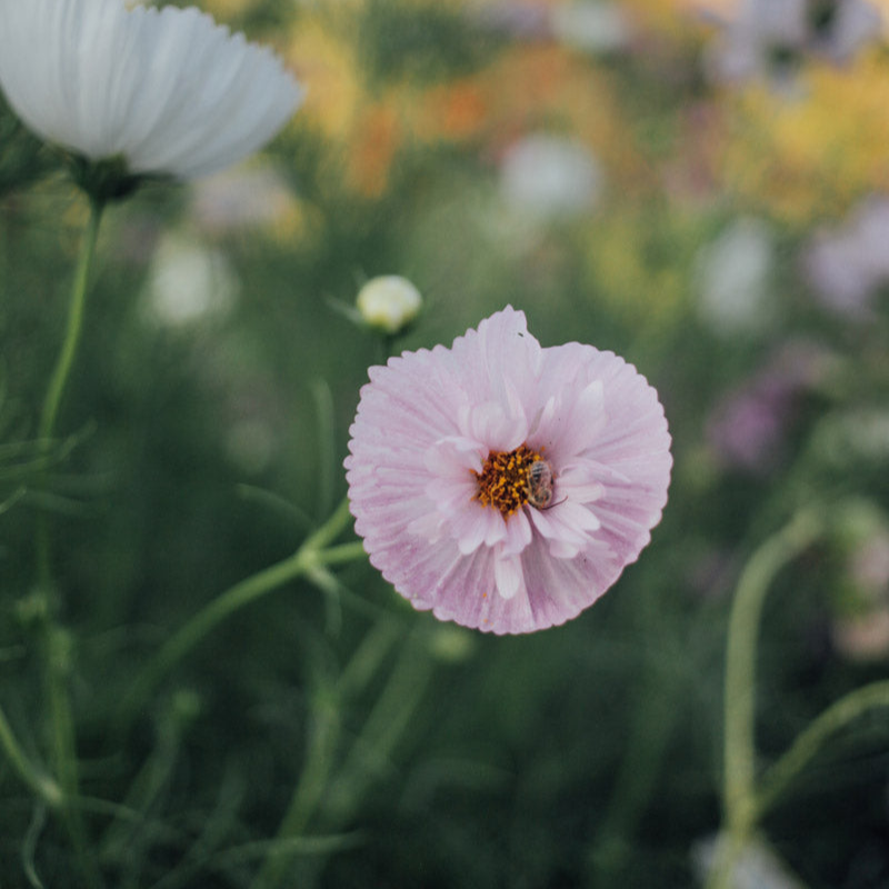 Cupcakes and Saucers Mix Cosmos Seeds