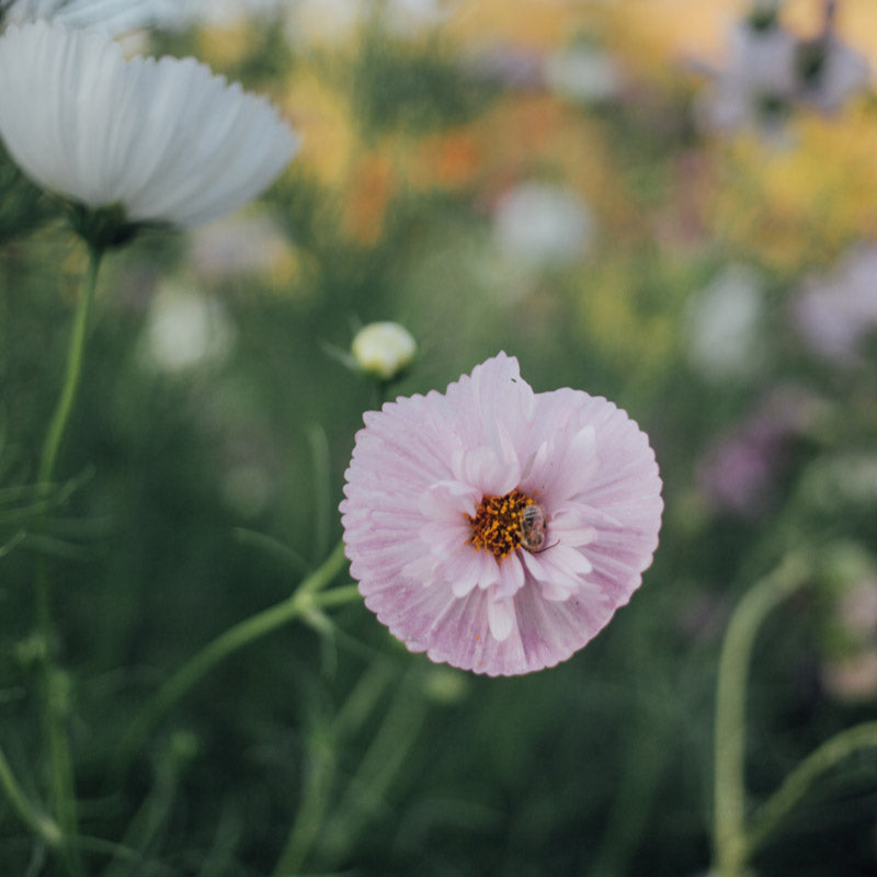 Cut Flower Garden In a Box