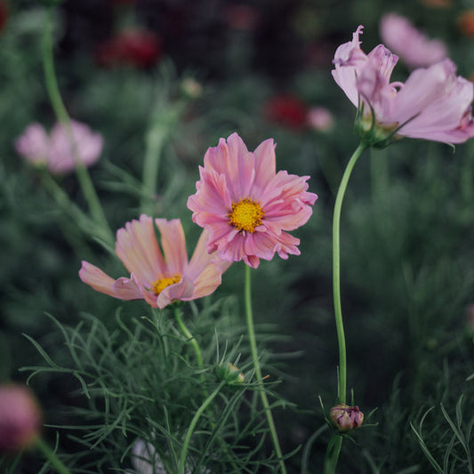 Apricotta Cosmos Plants