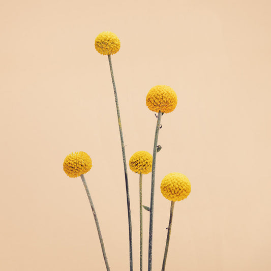 Sun Ball Craspedia Plants