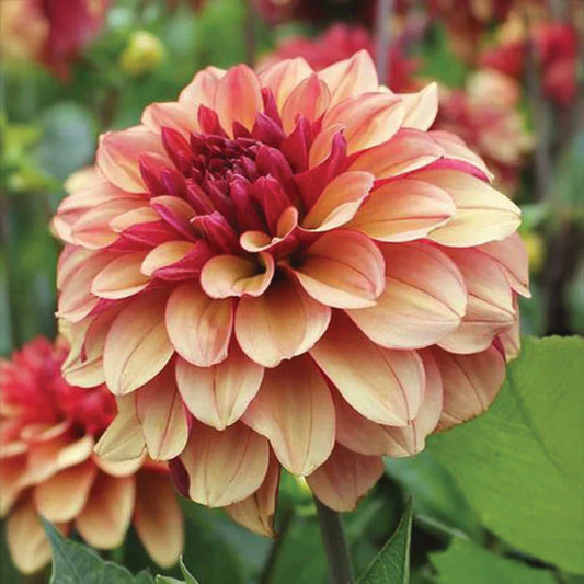 Créme de Cognac Dahlia