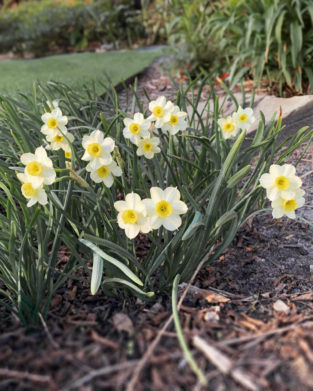 Minnow Daffodil Bulbs