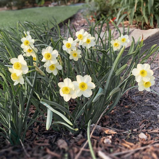 Minnow Daffodil Bulbs