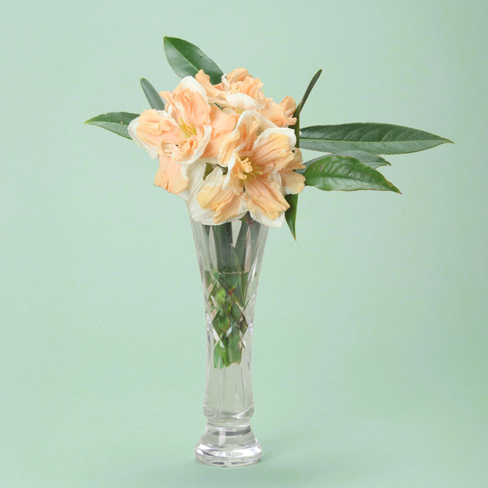 Apricot Whirl Daffodil Bulbs
