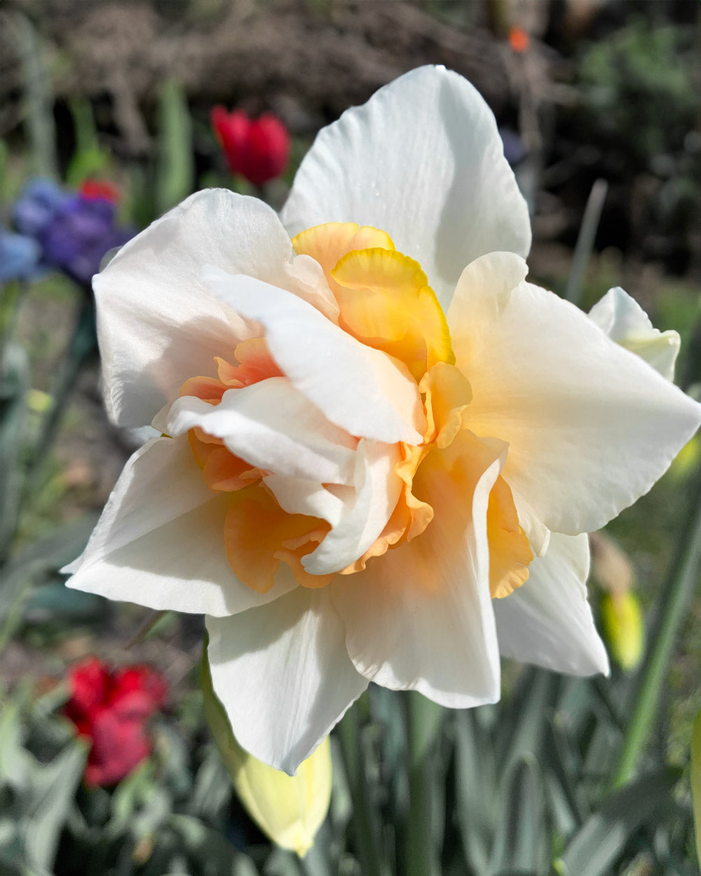 Delnashaugh Daffodil Bulbs