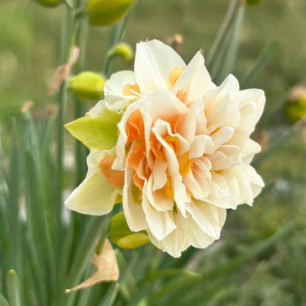 Delnashaugh Daffodil Bulbs