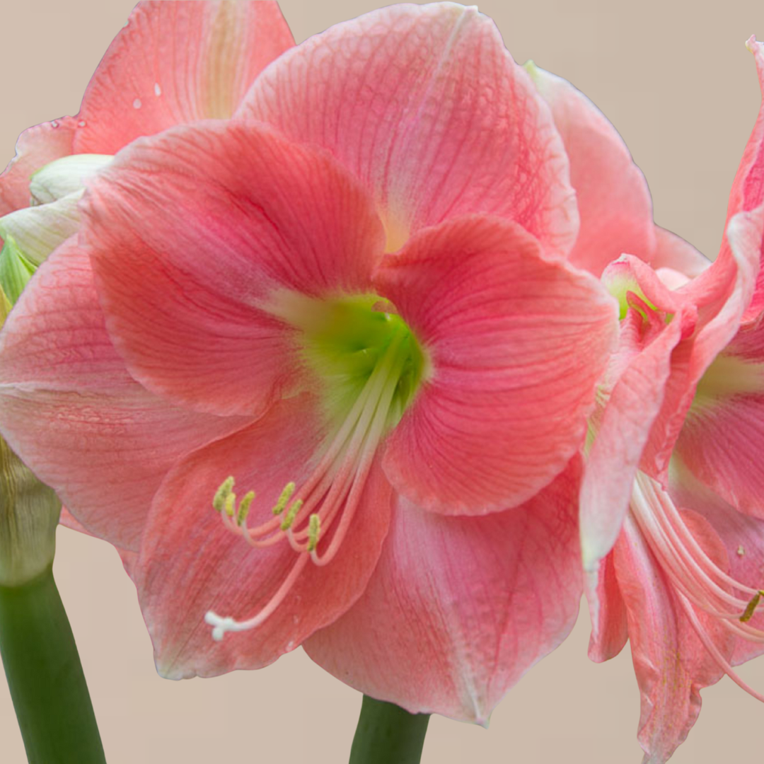 Rosalie Amaryllis Bulb