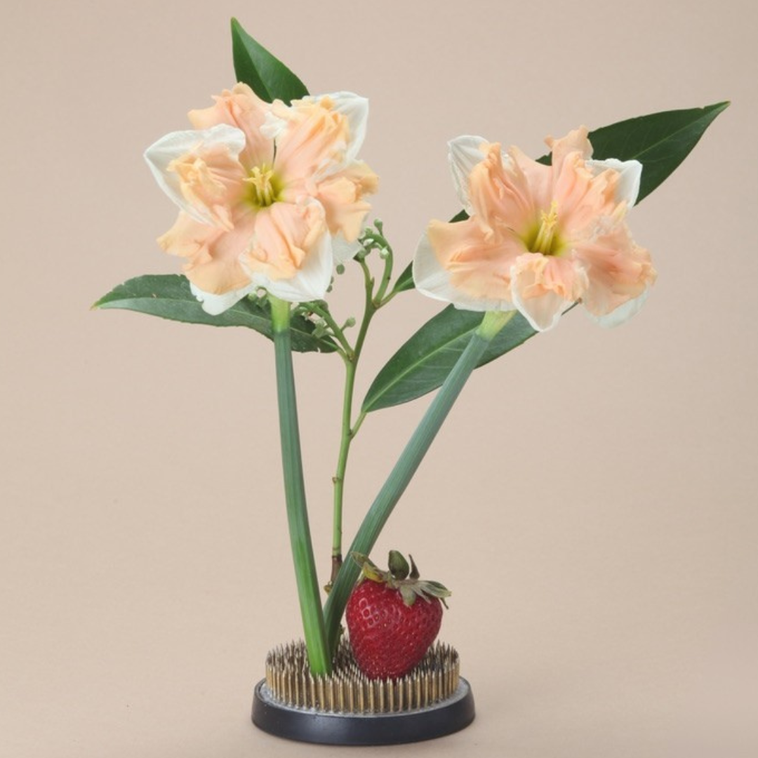 Apricot Whirl Daffodil Bulbs