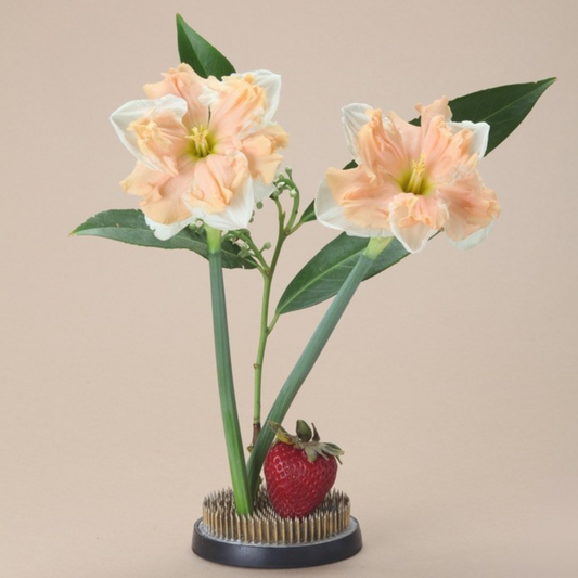 Apricot Whirl Daffodil Bulbs