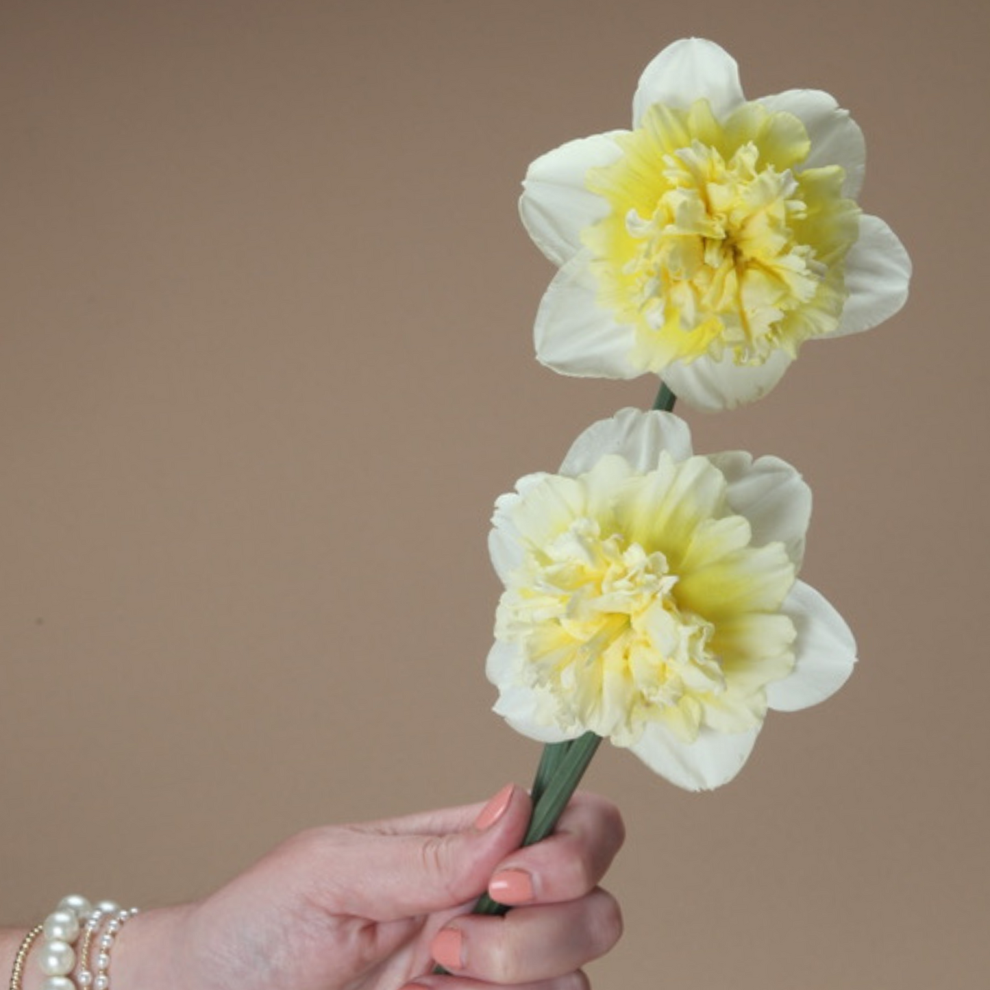 Ice King Daffodil Bulbs
