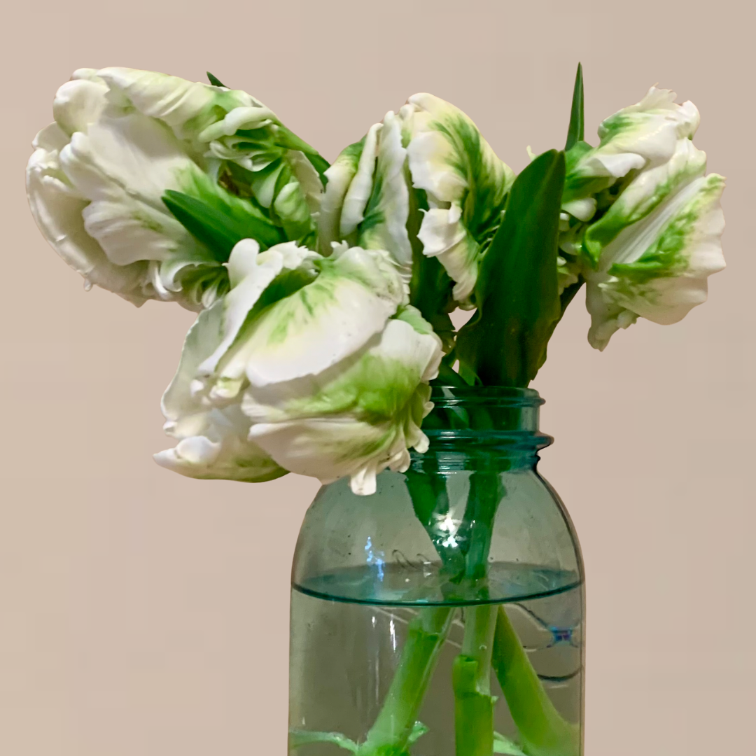 Super Parrot Pre-Chilled Tulip Bulbs