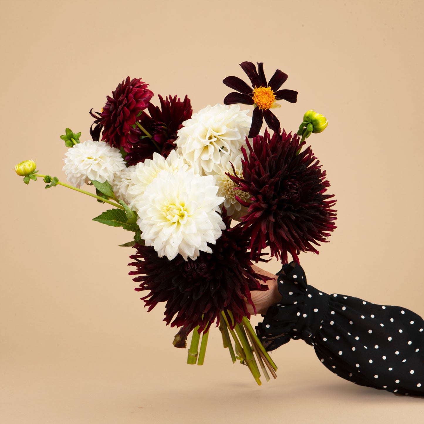 Black and White Dahlia Bundle