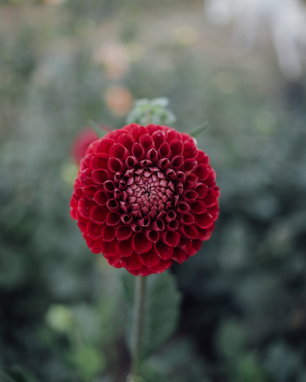 Black Diamond Dahlia