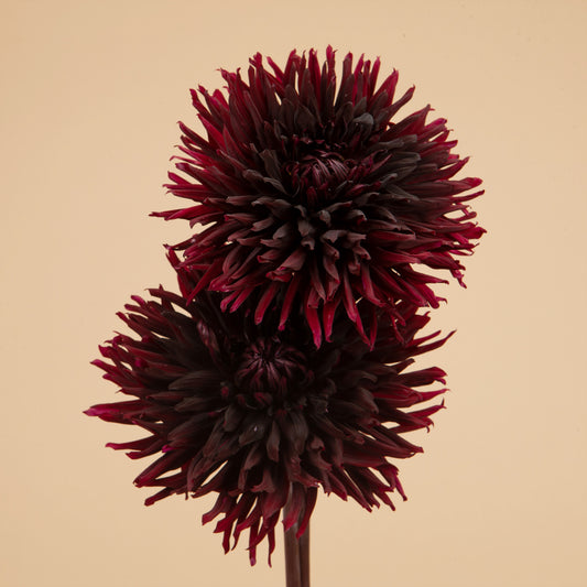Black Jack Dahlia