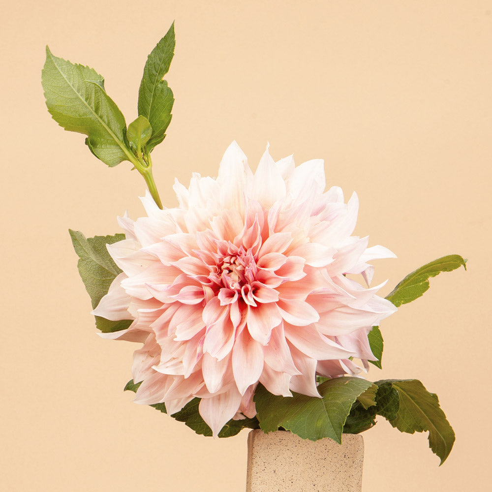 Café Au Lait Dahlia