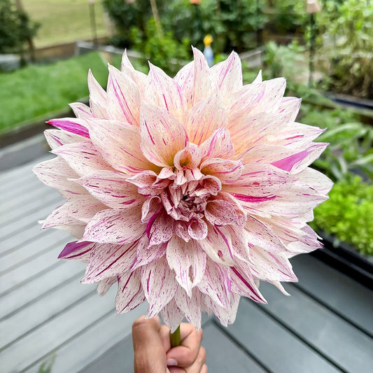 Café au Lait Twist Dahlia