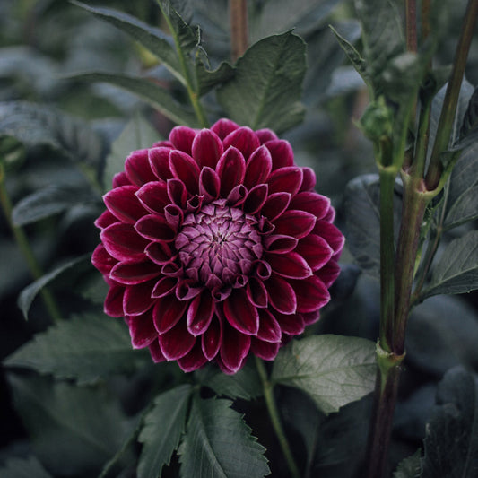 Diva Dahlia