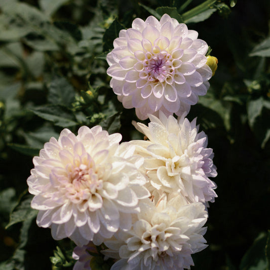 Eveline Dahlia