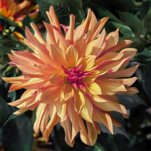 French Cancan Dahlia