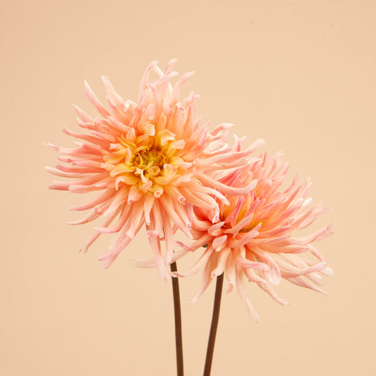 Henriette Dahlia