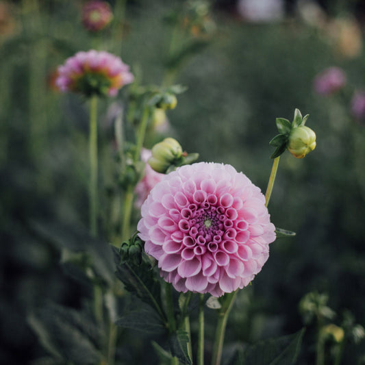 Megan Dean Dahlia
