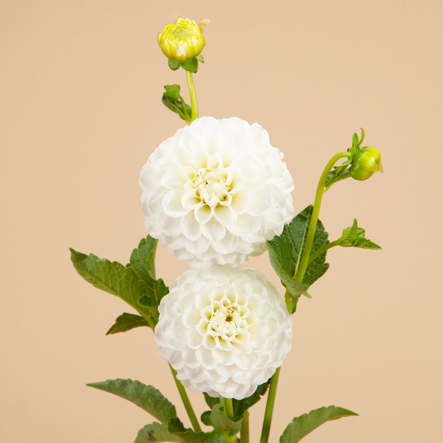 Black and White Dahlia Bundle