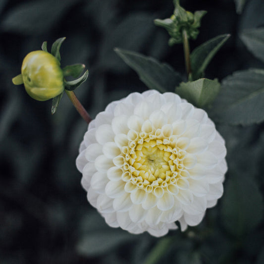 Orsett Beauty Dahlia