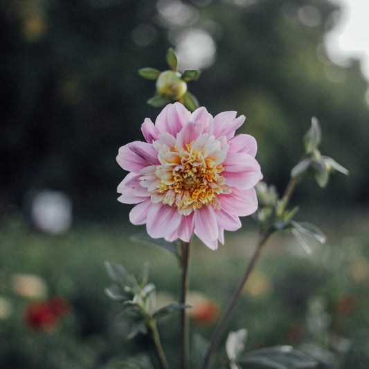 Take Off Dahlia