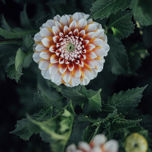 Tangerine Dream Dahlia