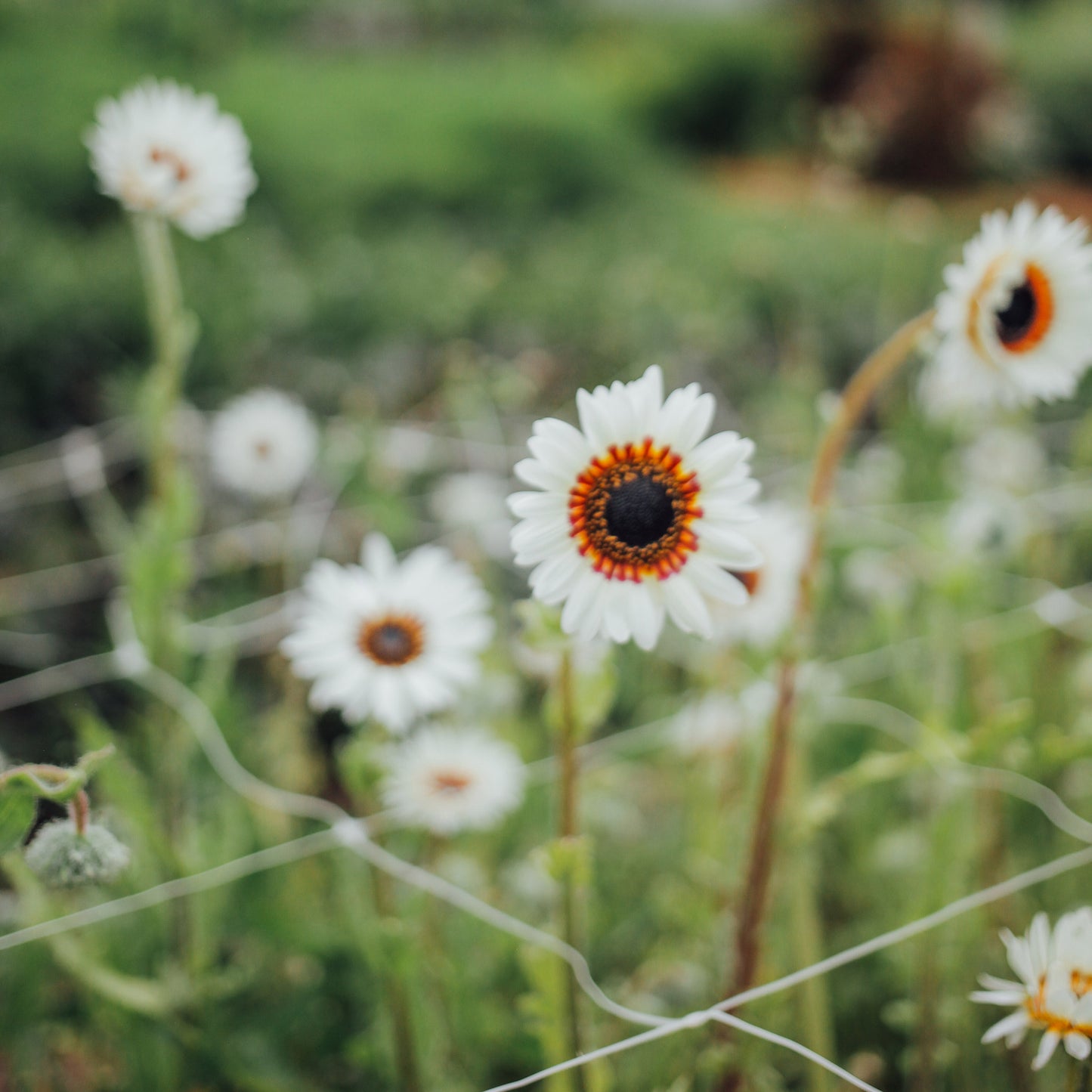 Zulu Prince Daisy Seeds