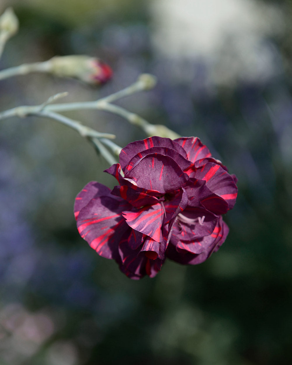 Chomley Farran Dianthus Plants