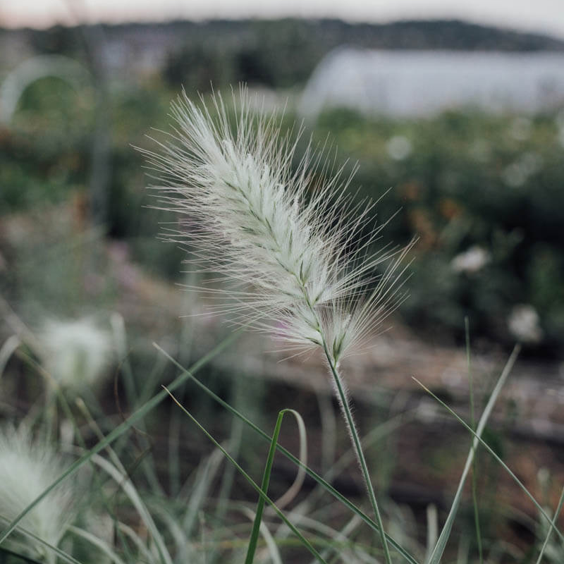 Feather Top Grass Seeds