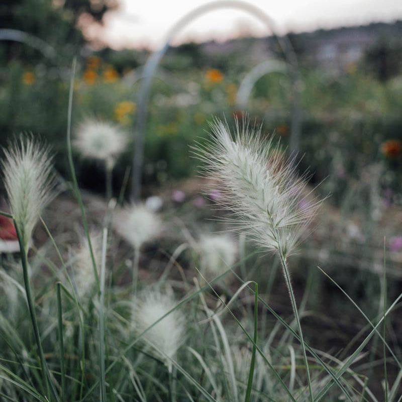 Feather Top Grass Seeds