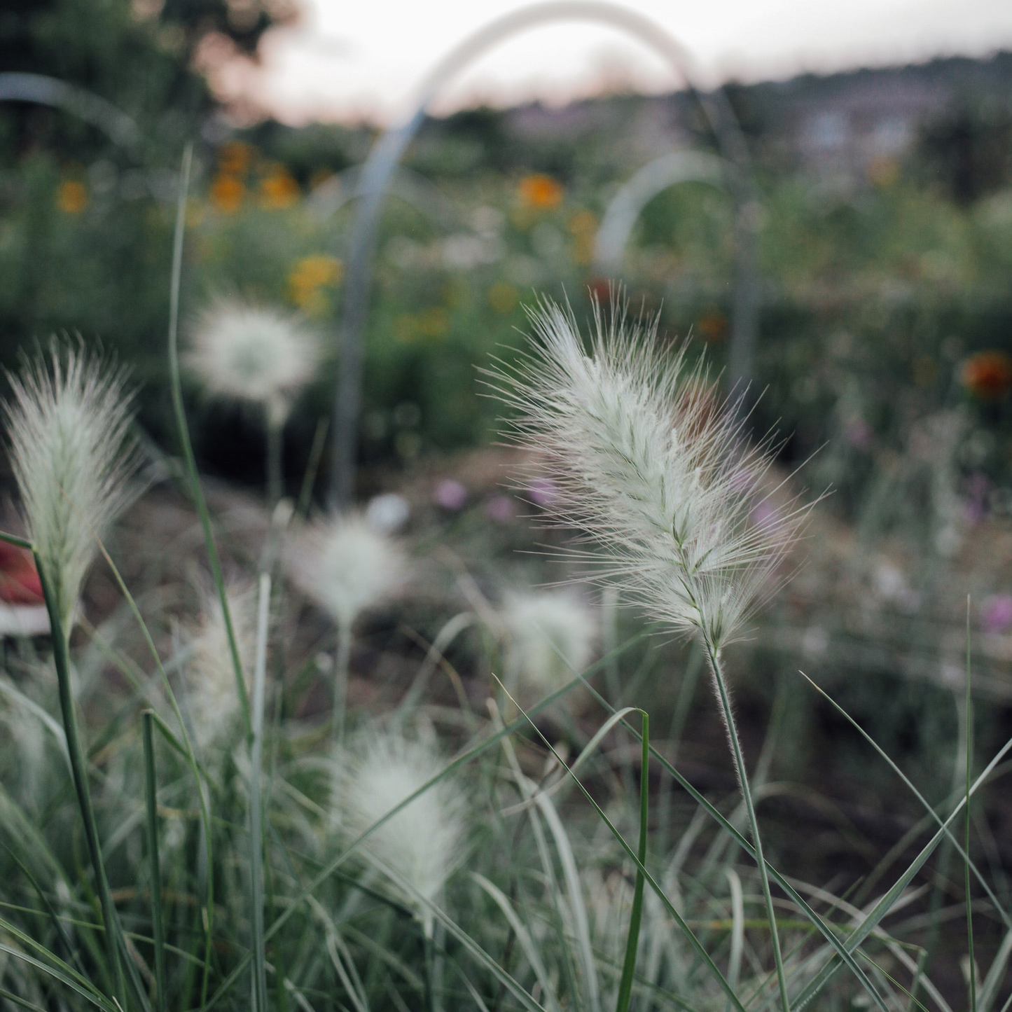 Cut Flower Garden In a Box