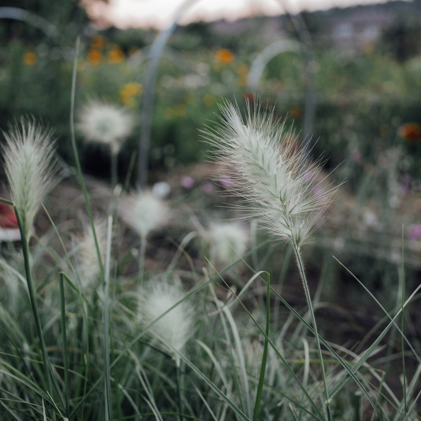 Grassy Mix Seed Bundle